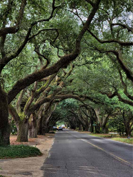 tree-arched street
